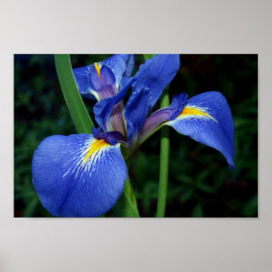 Blue Flag Beauty Poster