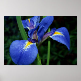 Blue Flag Beauty Poster
