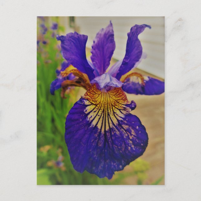 Blue Flag Iris Fleur de Lys French Canada Quebec Postcard (Front)