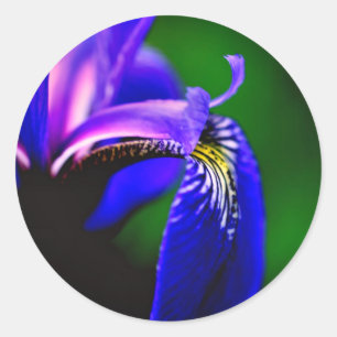 Blue Flag Iris Flower  Classic Round Sticker