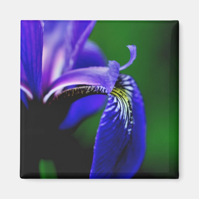 Blue Flag Iris Flower Close Up Magnet (Front)
