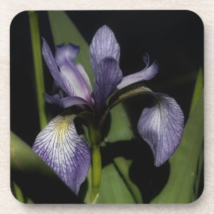Blue Flag Iris Flower Coaster