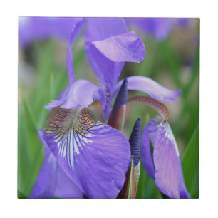 Blue Flag Iris Flower Nature Tile
