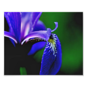 Blue Flag Iris Flower Petal 8x10 Close Up Photo Print