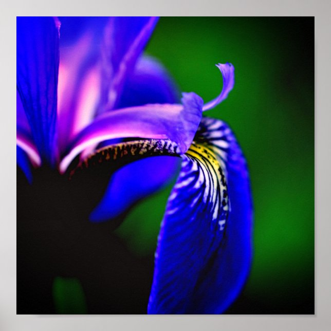 Blue Flag Iris Flower Petal Close Up Poster (Front)