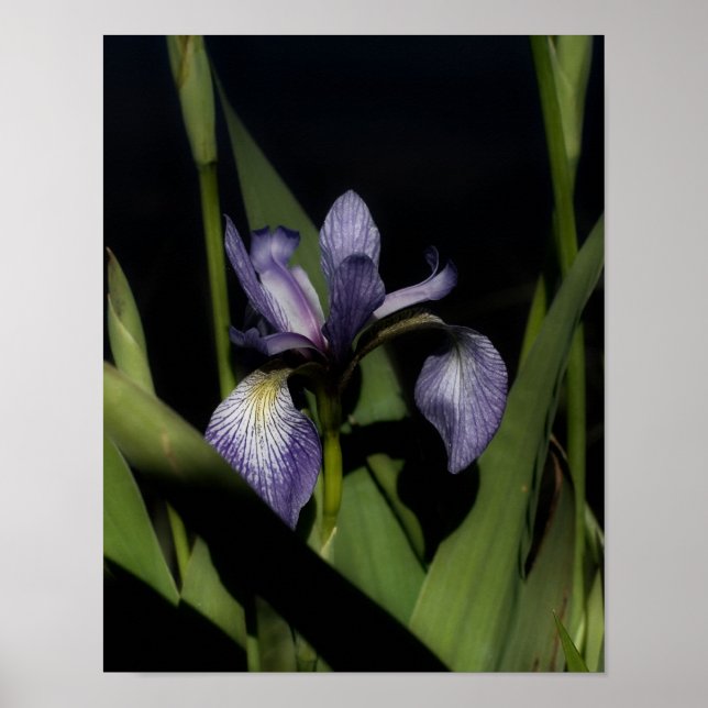 Blue Flag Iris Flower Poster (Front)