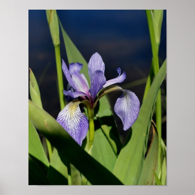 Blue Flag Iris Flower Poster (Front)