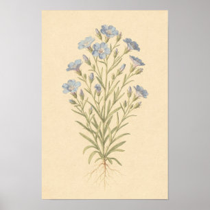 Blue Flax Botanical Study   12 × 18 Poster