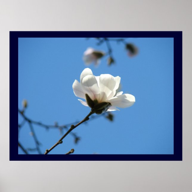 Blue Floral art prints Magnolia Tree Flower (Front)