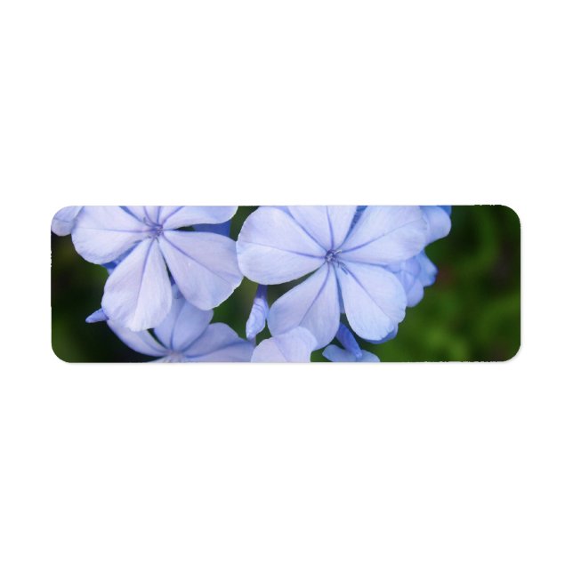 Blue Floral Bokeh (Front)