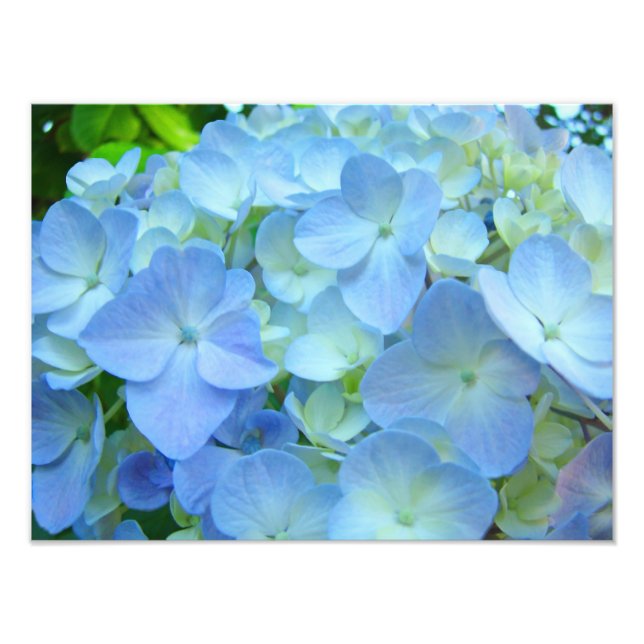 Blue Floral Hydrangeas Flowers art prints (Front)