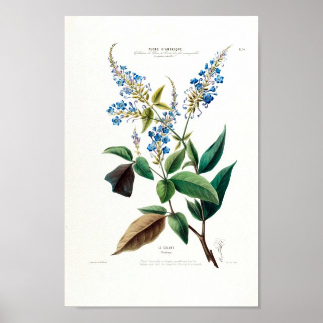 Blue Floral Le Colant Plombayo Flore D Amerique Poster (Front)