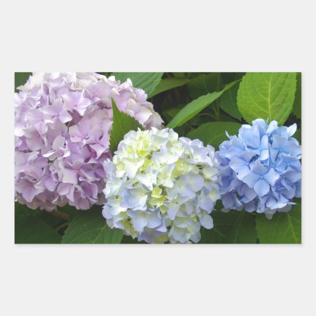 Blue floral purple floral pink floral Hydrangeas Rectangular Sticker (Front)