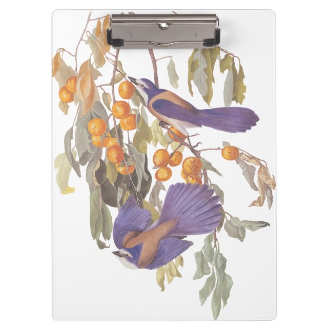Blue Florida Scrub Jay Audubon Birds with Oranges Clipboard (Front)