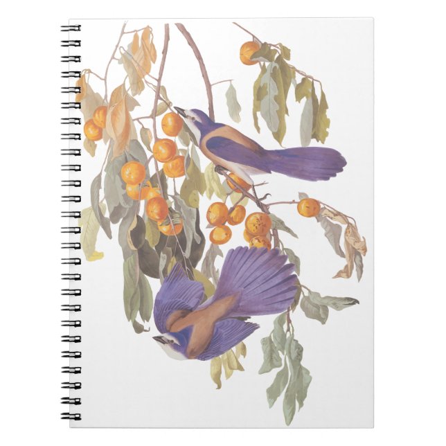 Blue Florida Scrub Jay Audubon Birds with Oranges Notebook (Front)