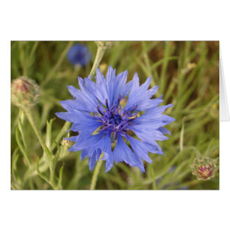 Blue Flower