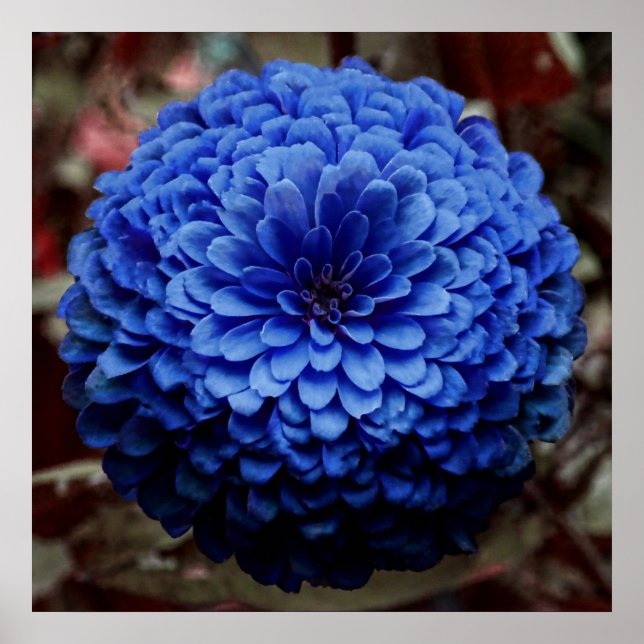 Blue Flower Close Up Photo Poster (Front)