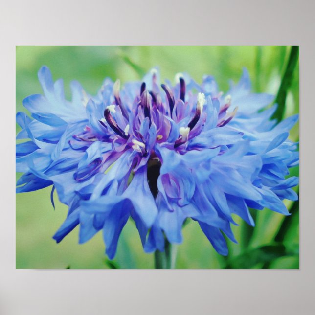 Blue Flower Cornflower Photographic Art Print (Front)
