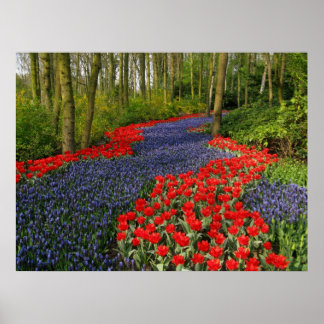 Blue Flower Path Poster