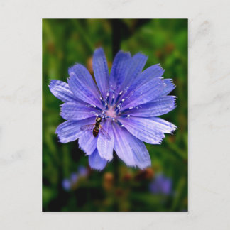 Blue Flower  post card