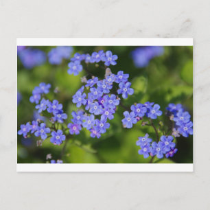 Blue Flowers Blossoms Destiny Peace Love Park Vine Postcard