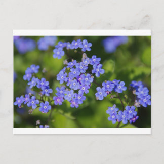 Blue Flowers Blossoms Destiny Peace Love Park Vine Postcard