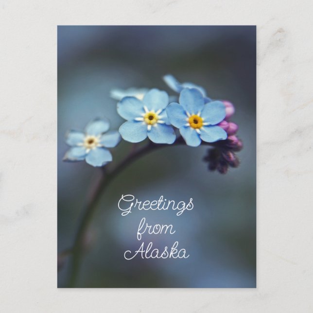 Blue Flowers Forget me not Greetings from Alaska Postcard (Front)