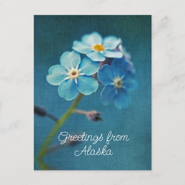 Blue Flowers Forget me not Greetings from Alaska Postcard (Front)