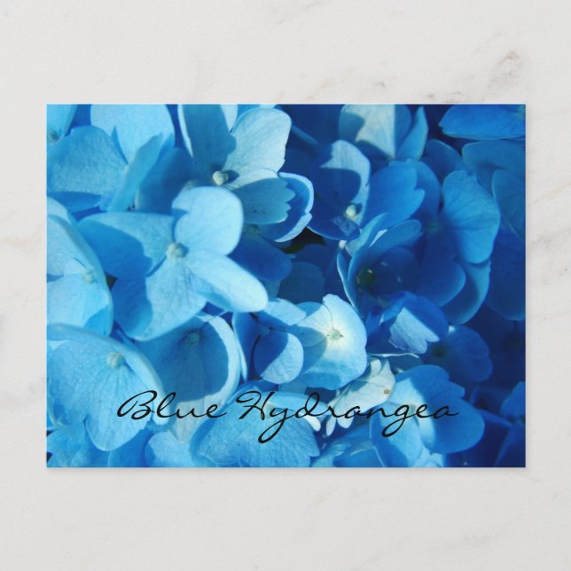 Blue flowers, hydrangea postcard (Front)
