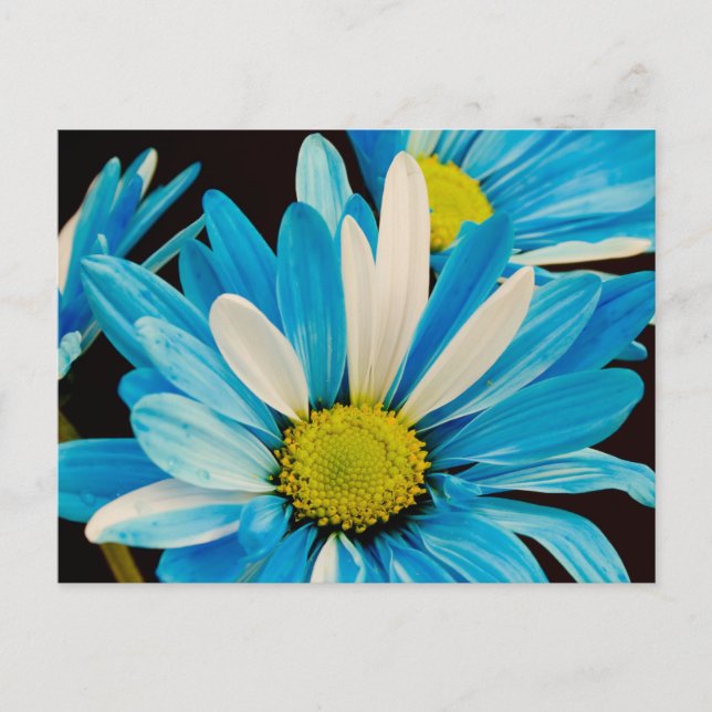 Blue Flowers Postcard (Front)