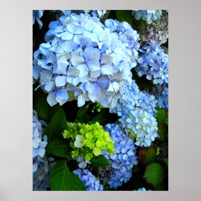 Blue Flowers Poster (Front)