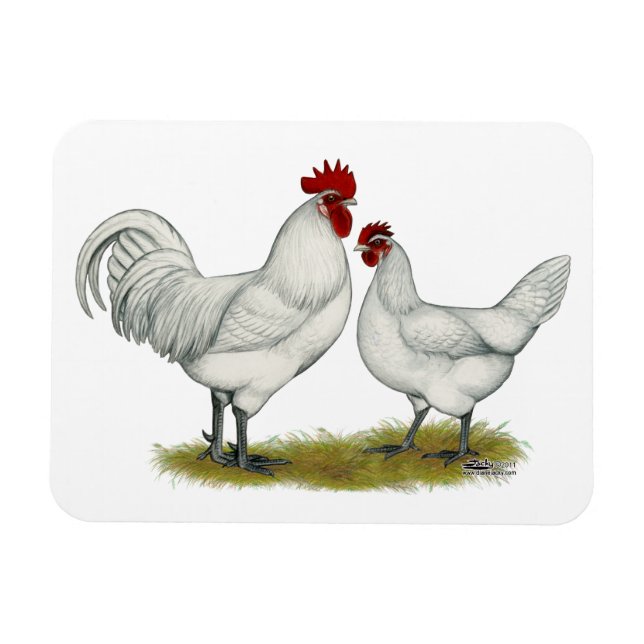Blue Foot Chickens Magnet (Horizontal)