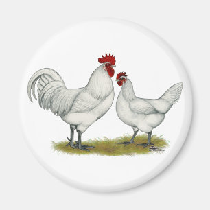 Blue Foot Chickens Magnet