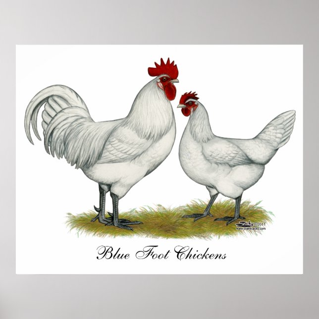 Blue Foot Chickens Poster (Front)