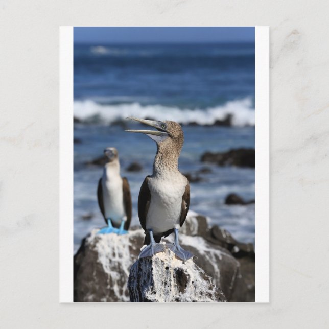 Blue footed Boobies Galapagos Islands Postcard (Front)