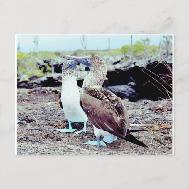 Blue Footed Boobies, Galapagos Islands Postcard (Front)