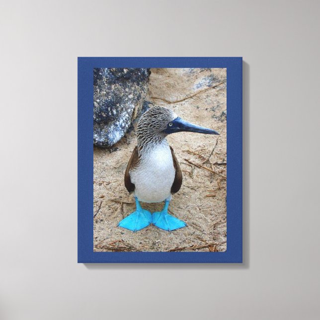 Blue-Footed Booby Canvas Print (Front)
