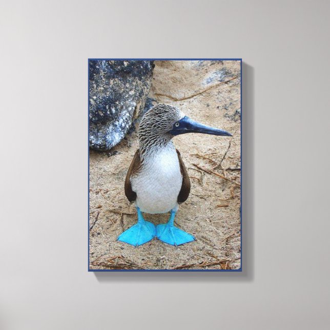 Blue-Footed Booby Canvas Print (Front)