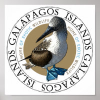Blue Footed Booby