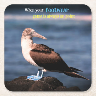 Blue footed gannet square paper coaster