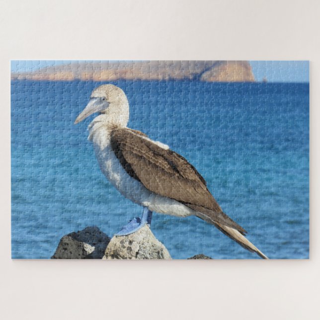 blue footed jigsaw puzzle (Horizontal)