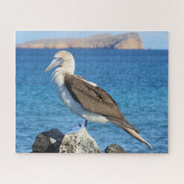 blue footed jigsaw puzzle (Horizontal)