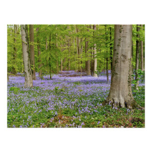 Blue forest with bluebell flowers poster