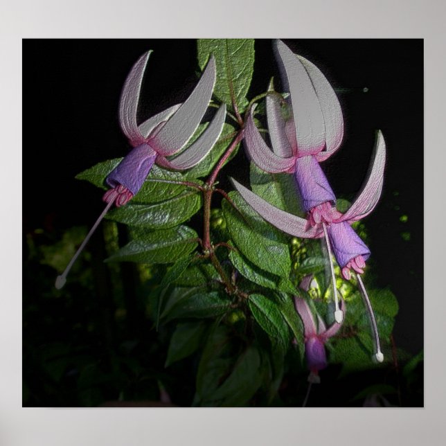 Blue Fushia Poster (Front)