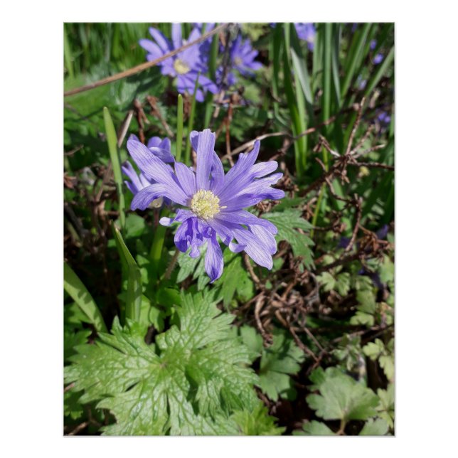 Blue garden flower poster (Front)