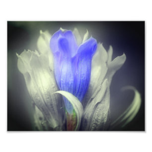 Blue Gentian Flower Black And White Partial Color  Photo Print