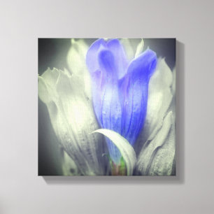 Blue Gentian Flower Partial Colour   Canvas Print