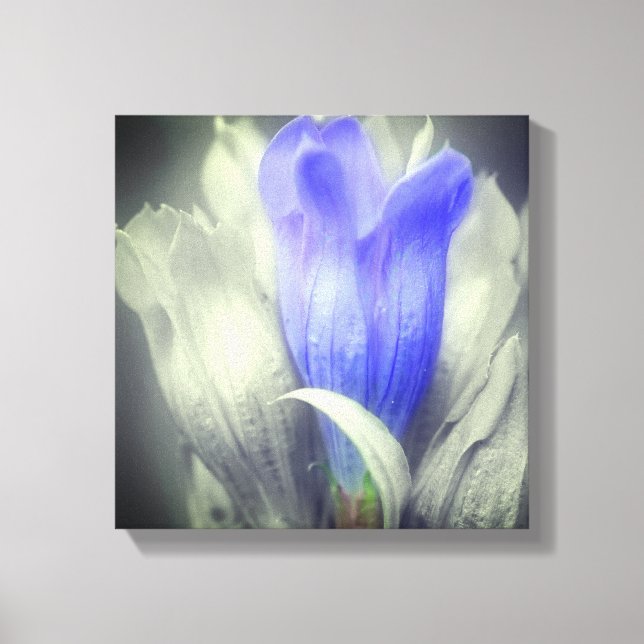 Blue Gentian Flower Partial Colour   Canvas Print (Front)