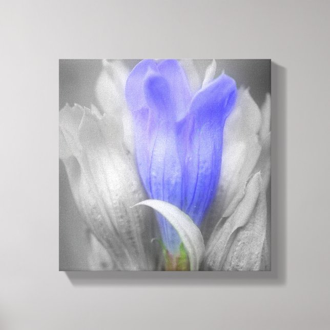 Blue Gentian Flower Partial Colour   Canvas Print (Front)