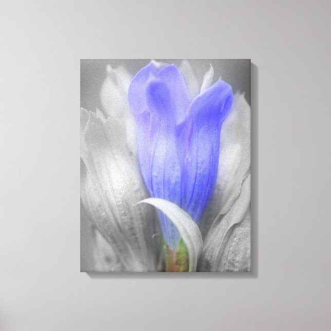 Blue Gentian Flower Partial Colour   Canvas Print (Front)